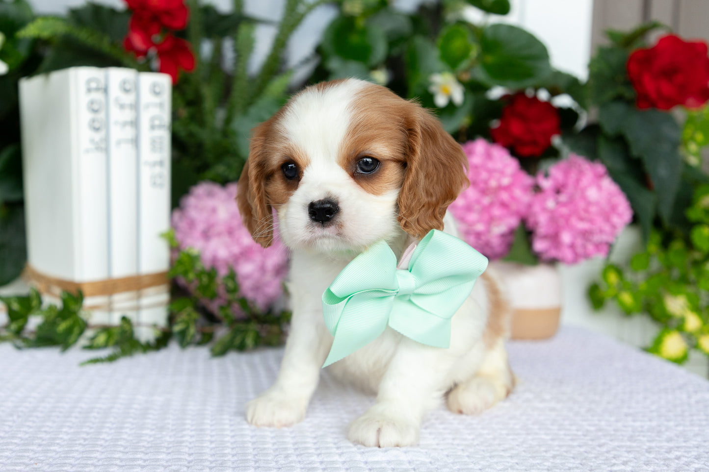 Cavalier King Charles Spaniel Female (Ellianna)