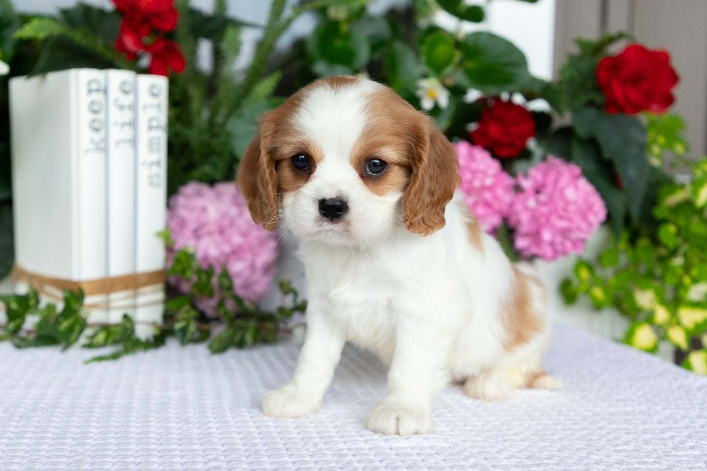 Cavalier King Charles Spaniel Female (Ellianna)
