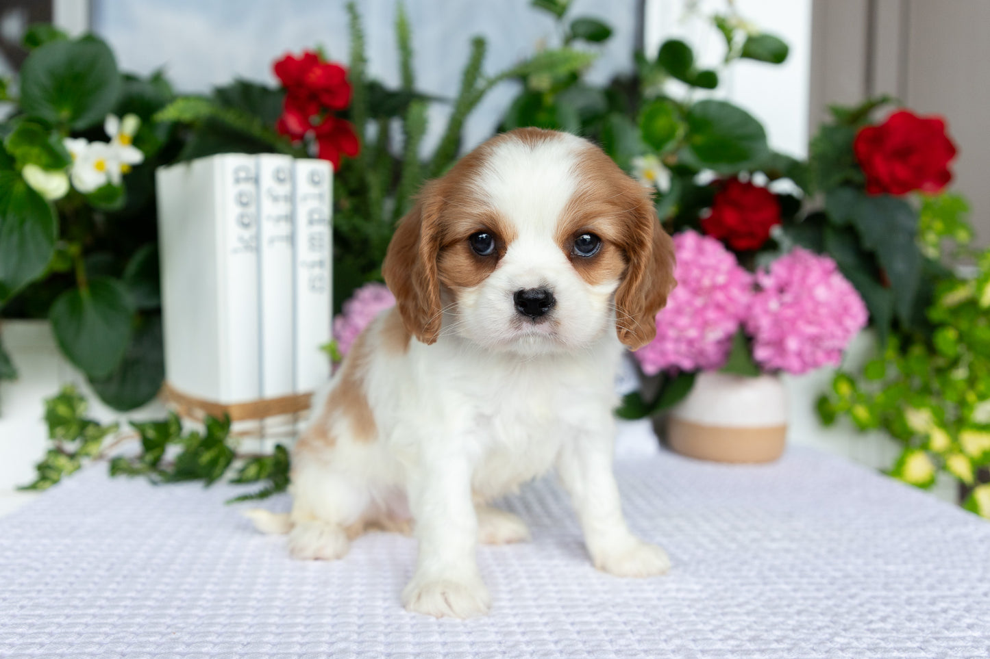 Cavalier King Charles Spaniel Female (Ellianna)