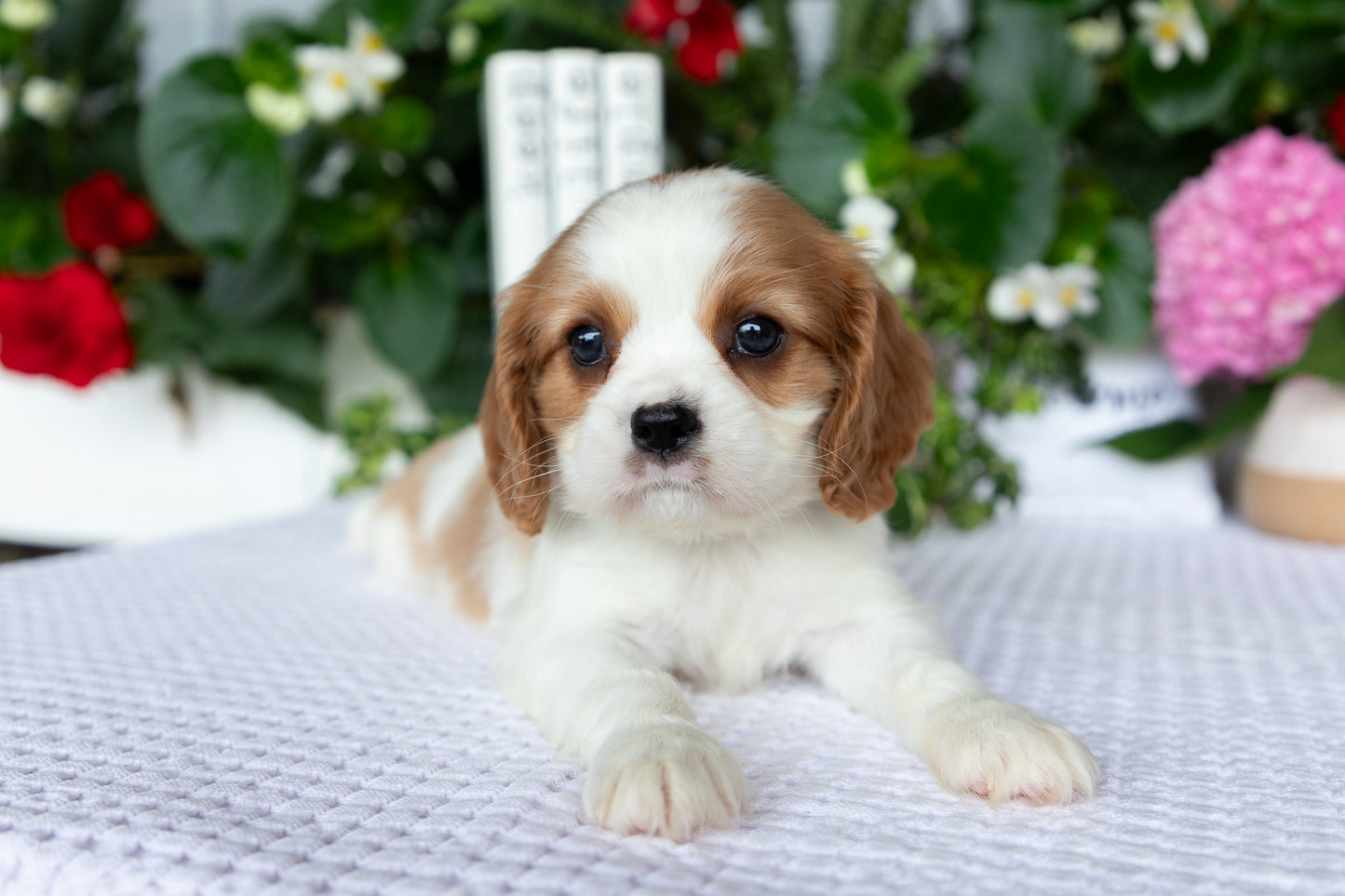 Cavalier King Charles Spaniel Female (Ellianna)
