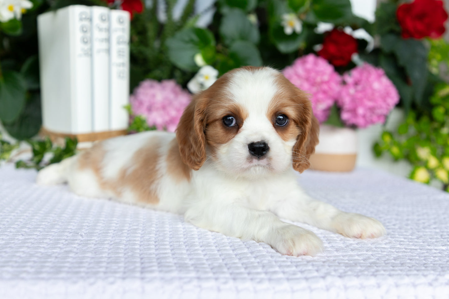 Cavalier King Charles Spaniel Female (Ellianna)