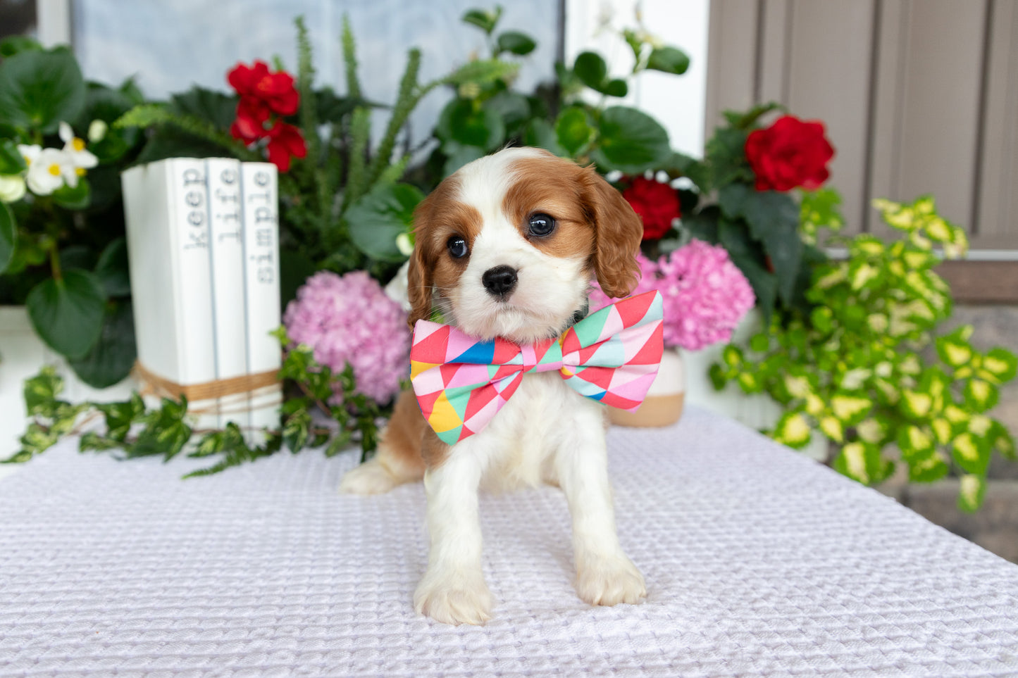 Cavalier King Charles Spaniel Female (Elodie)