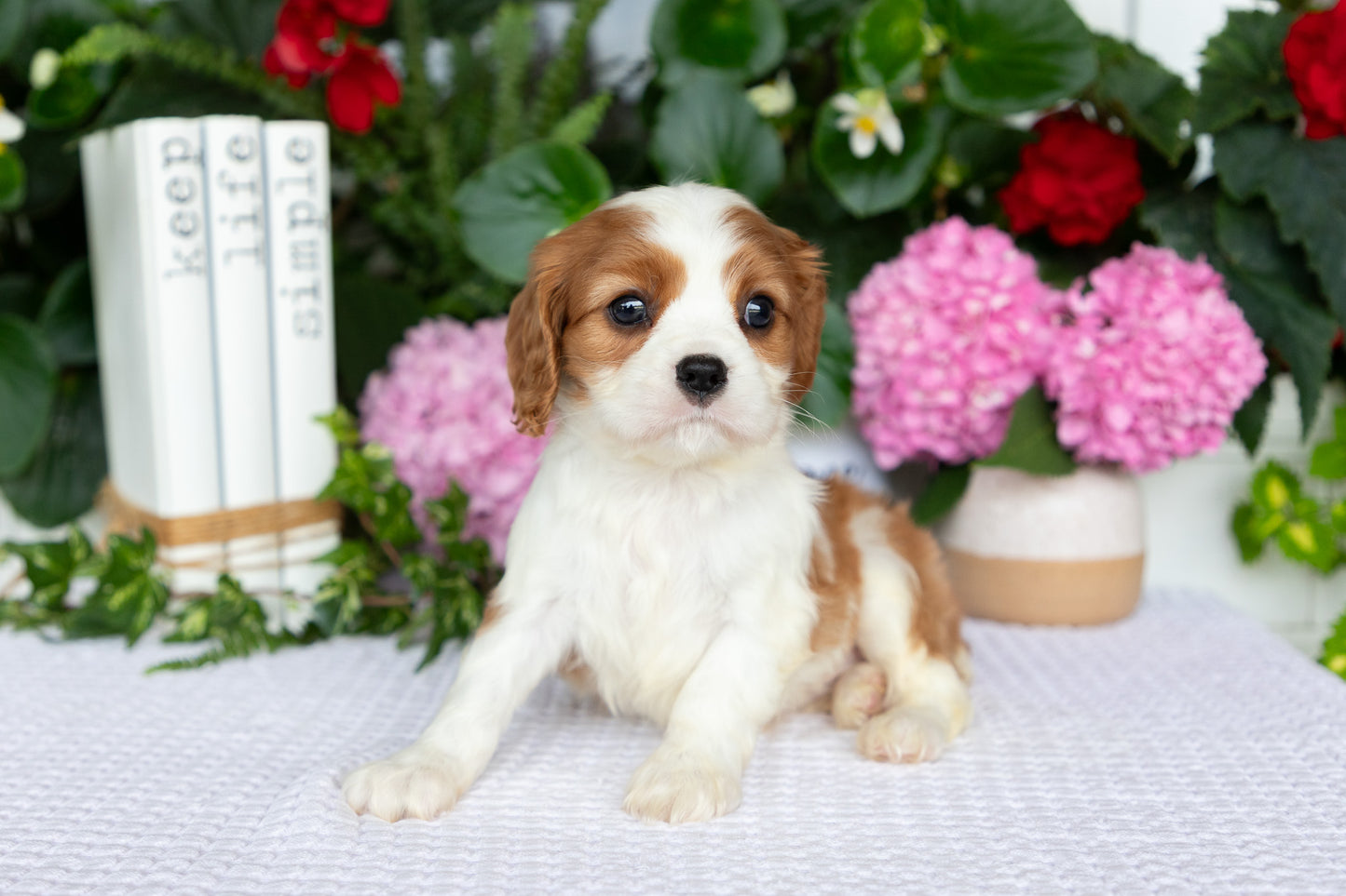Cavalier King Charles Spaniel Female (Elodie)