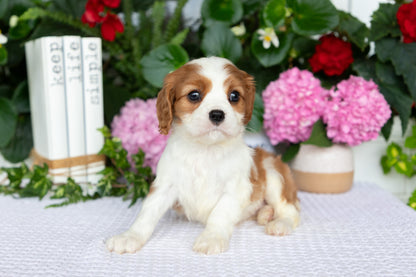 Cavalier King Charles Spaniel Female (Elodie)