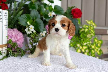 Cavalier King Charles Spaniel Female (Elodie)