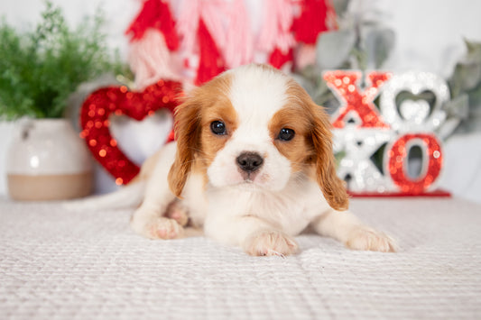 Cavalier King Charles Male (Timmy)
