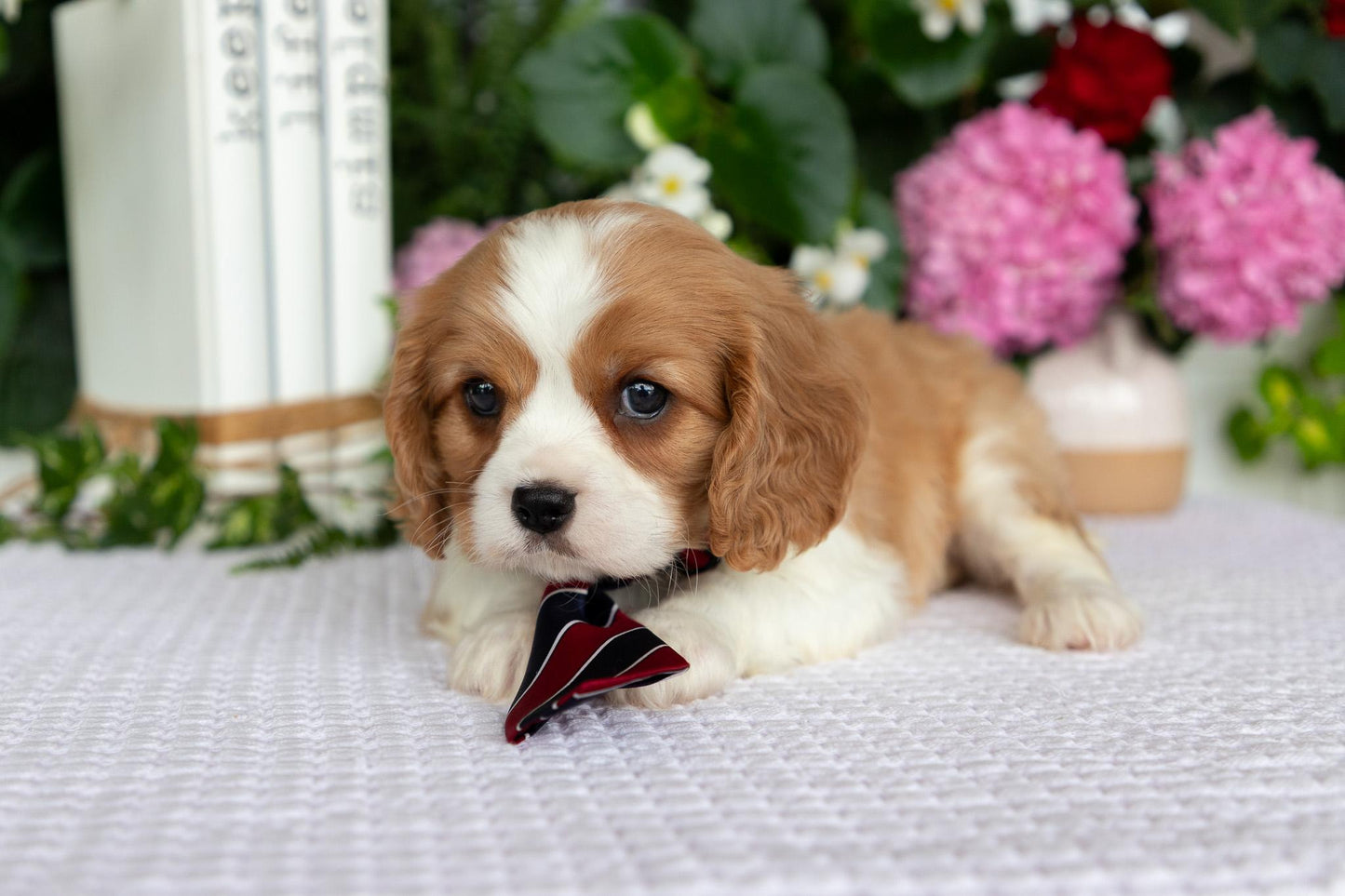 Cavalier King Charles Spaniel Male (Enzo)
