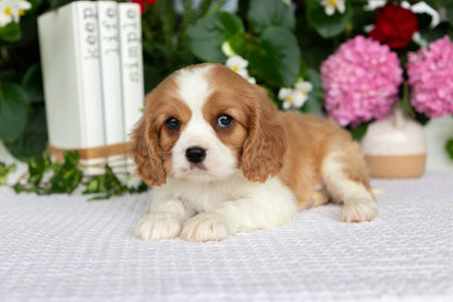 Cavalier King Charles Spaniel Male (Enzo)
