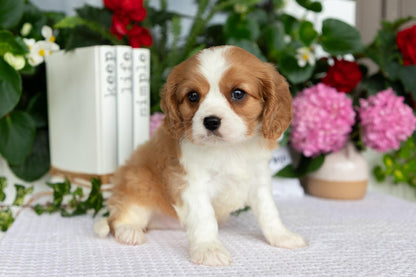 Cavalier King Charles Spaniel Male (Enzo)