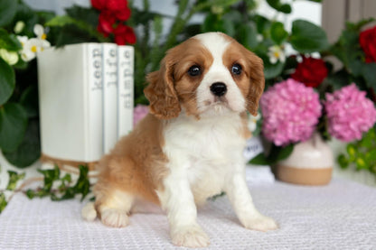 Cavalier King Charles Spaniel Male (Enzo)
