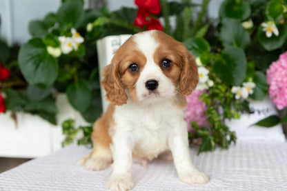 Cavalier King Charles Spaniel Male (Enzo)