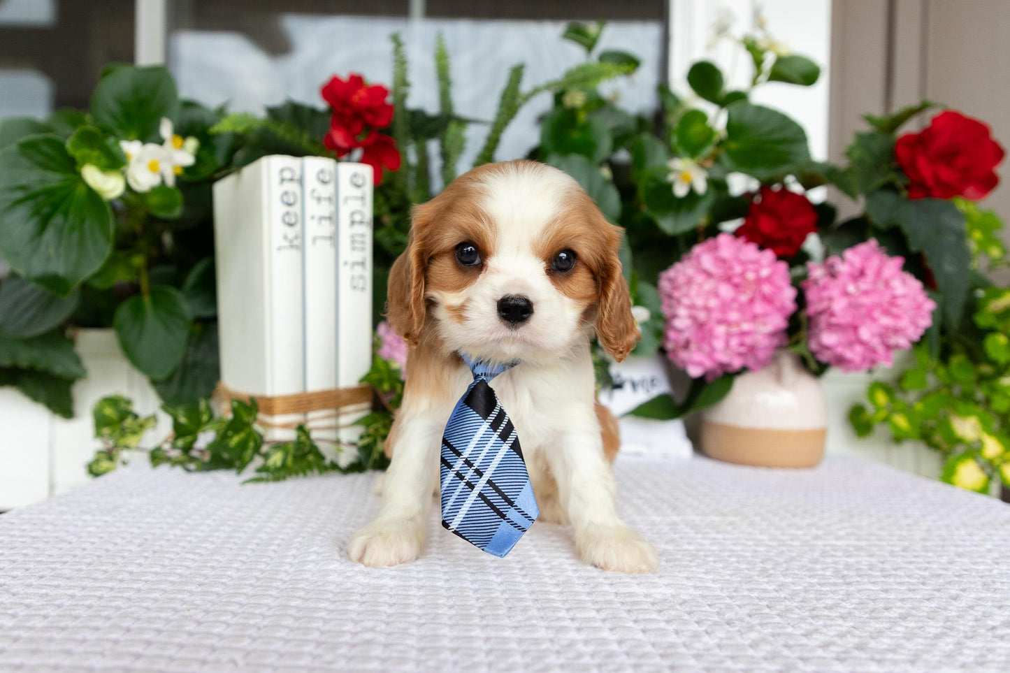 Cavalier King Charles Spaniel Male (Eli)