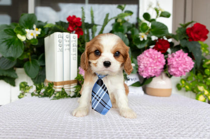 Cavalier King Charles Spaniel Male (Eli)
