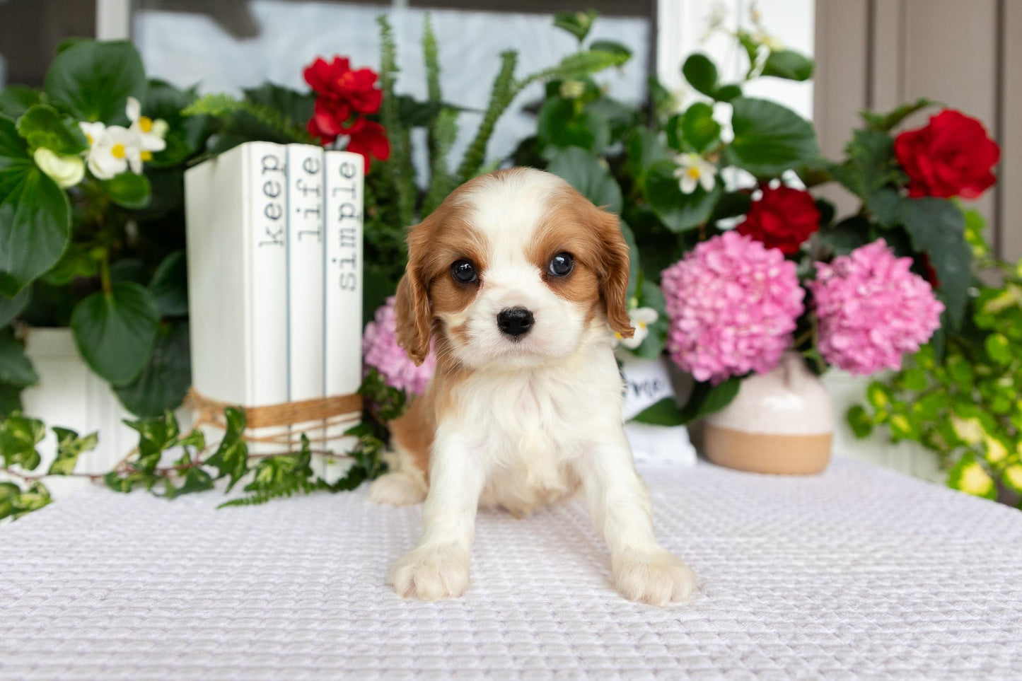 Cavalier King Charles Spaniel Male (Eli)