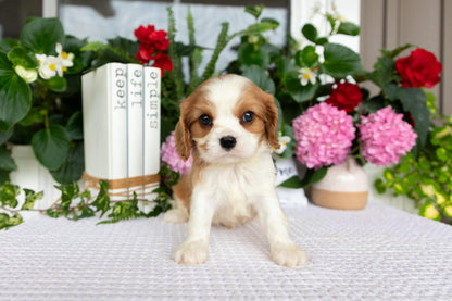 Cavalier King Charles Spaniel Male (Eli)