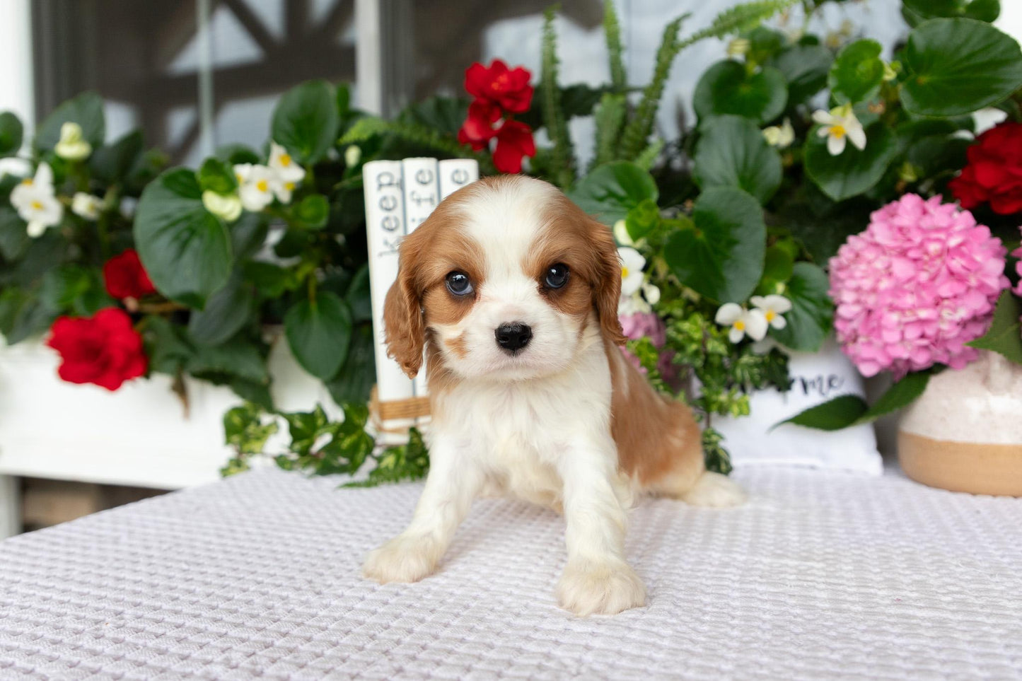 Cavalier King Charles Spaniel Male (Eli)