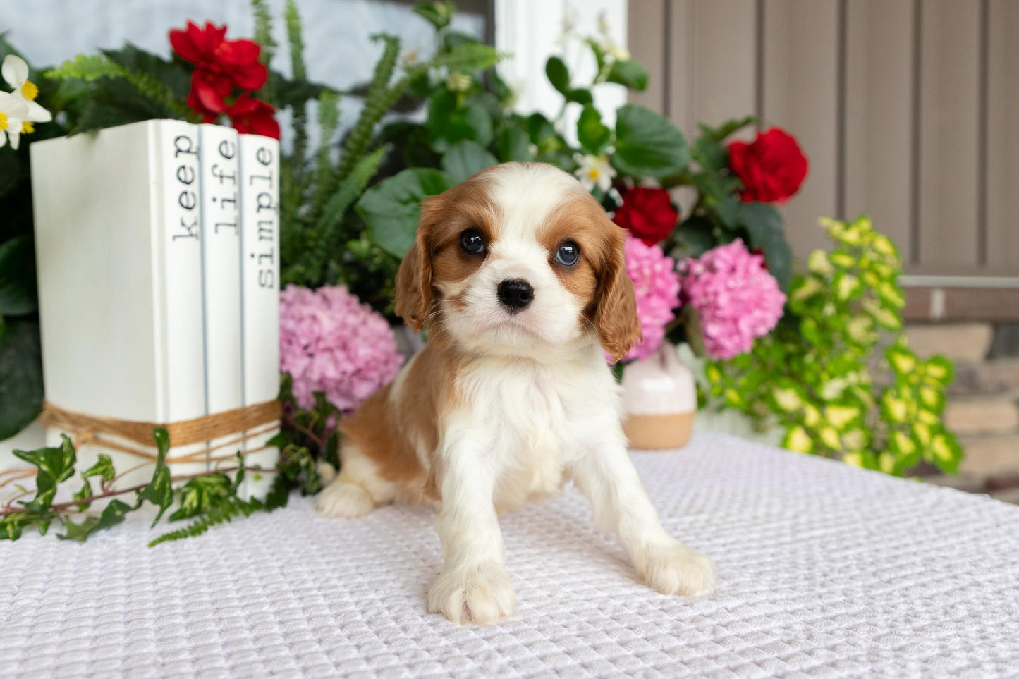 Cavalier King Charles Spaniel Male (Eli)