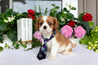 Cavalier King Charles Spaniel Male (Elliott)