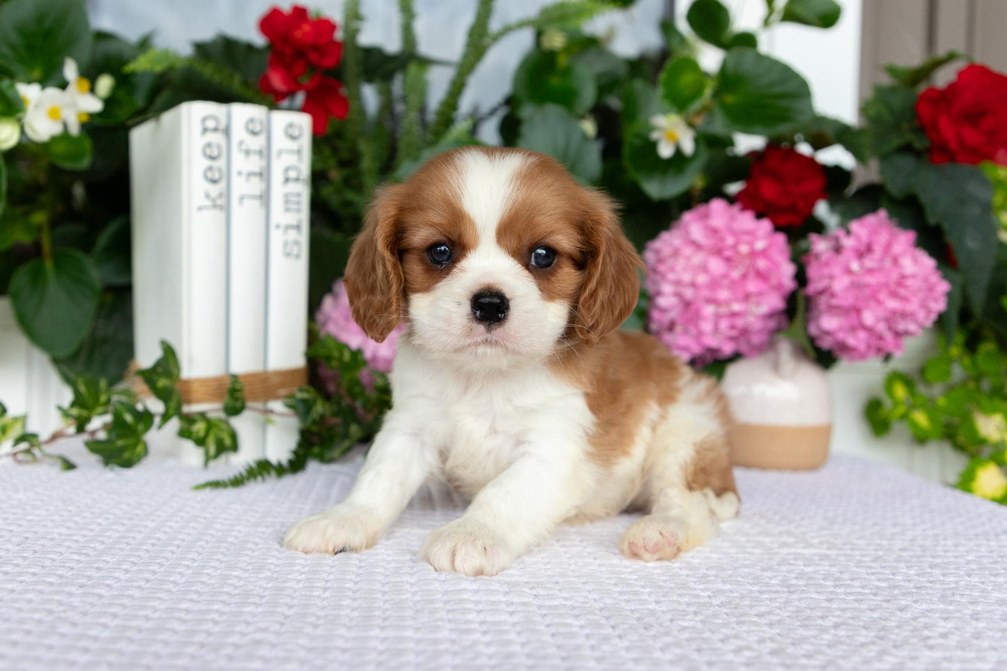 Cavalier King Charles Spaniel Male (Elliott)