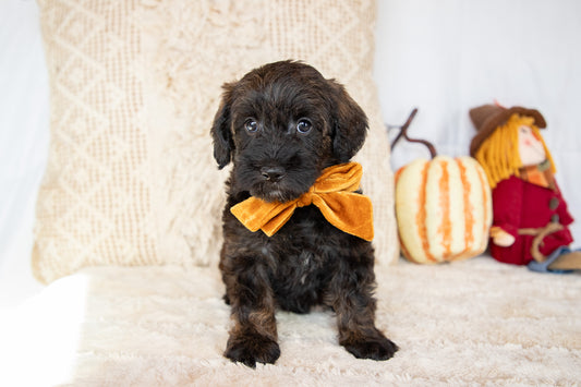 Syndey- Schnoodle Female