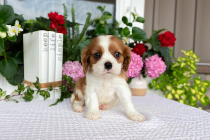 Cavalier King Charles Spaniel Male (Elliott)