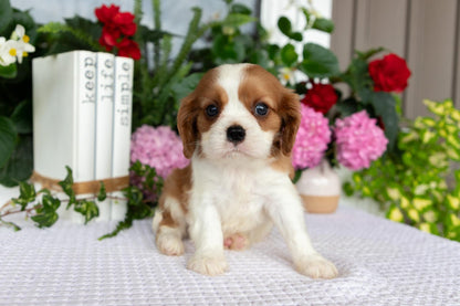 Cavalier King Charles Spaniel Male (Elliott)