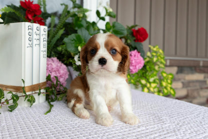 Cavalier King Charles Spaniel Male (Elliott)