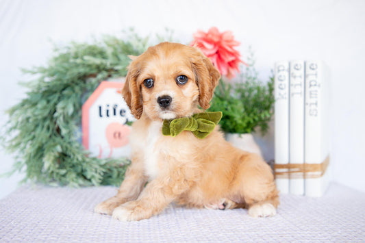 Cocker Spaniel Female (Missy)