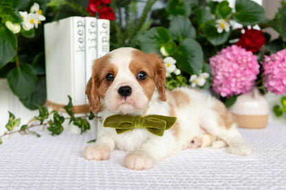 Cavalier King Charles Spaniel Female (Layla)