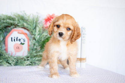 Cocker Spaniel Female (Missy)