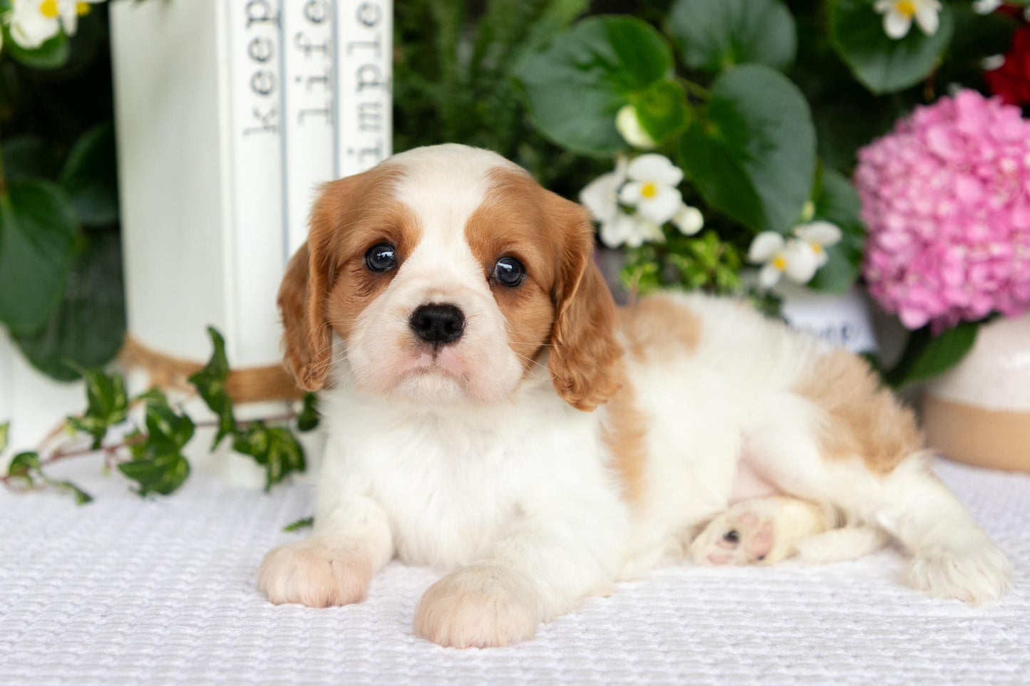 Cavalier King Charles Spaniel Female (Layla)