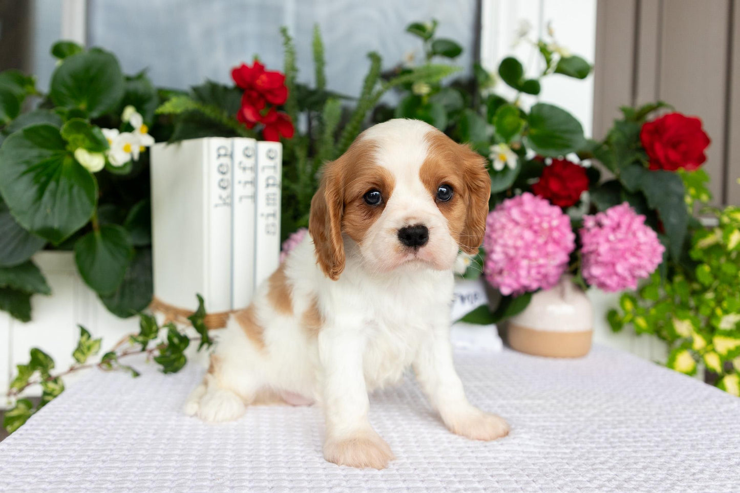 Cavalier King Charles Spaniel Female (Layla)