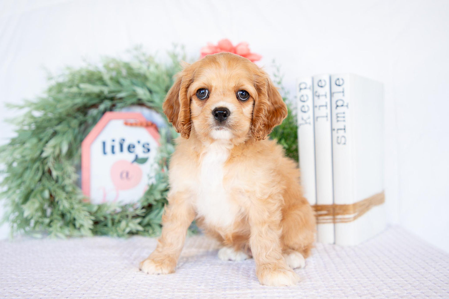 Cocker Spaniel Female (Missy)