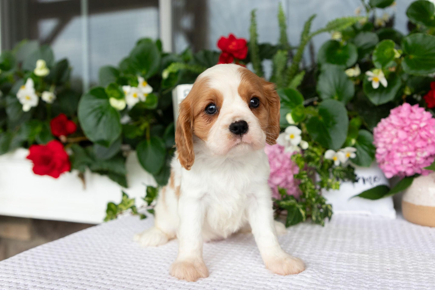 Cavalier King Charles Spaniel Female (Layla)