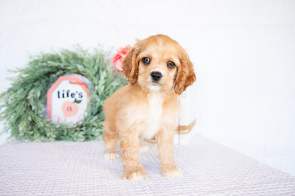 Cocker Spaniel Female (Missy)