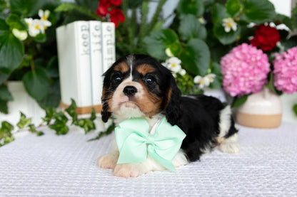 Cavalier King Charles Spaniel Female (Lorelei)