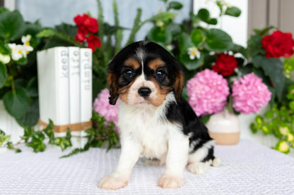 Cavalier King Charles Spaniel Female (Lorelei)