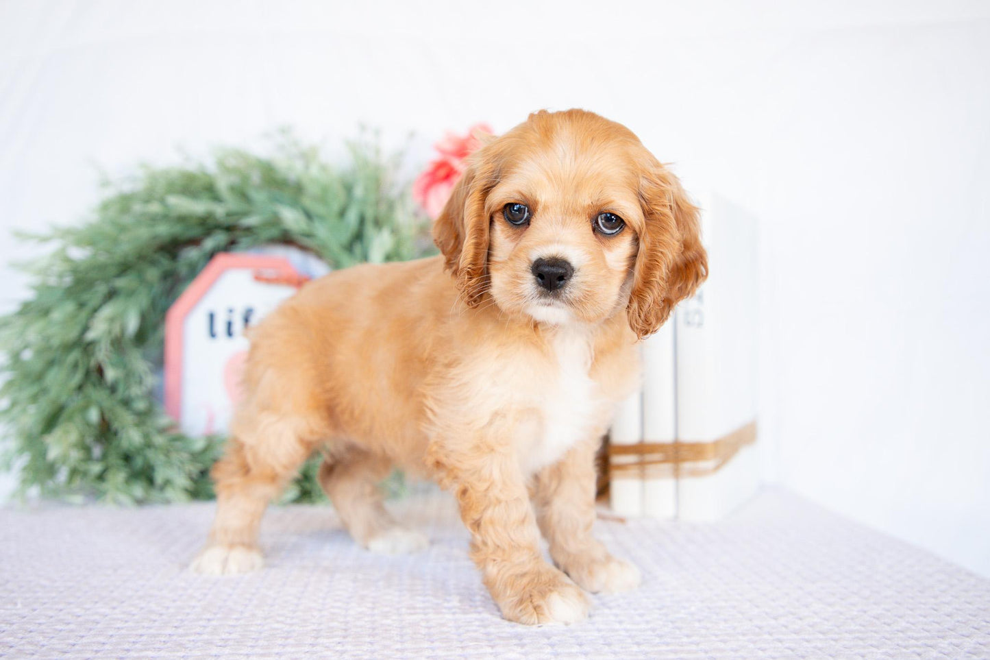 Cocker Spaniel Female (Missy)
