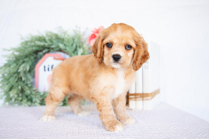 Cocker Spaniel Female (Missy)