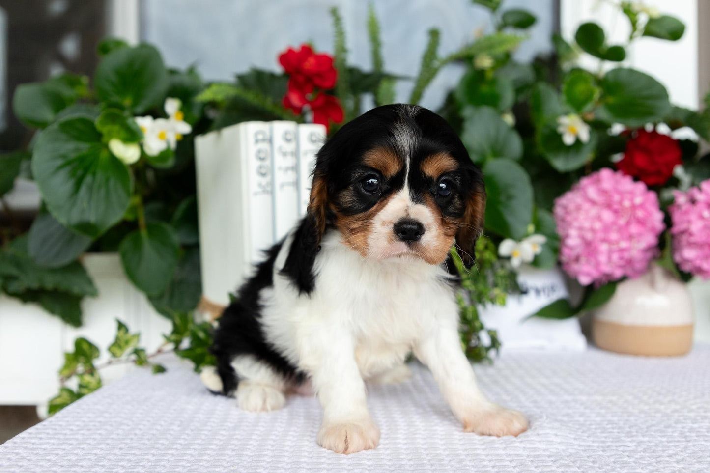 Cavalier King Charles Spaniel Female (Lorelei)