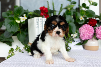 Cavalier King Charles Spaniel Female (Lorelei)