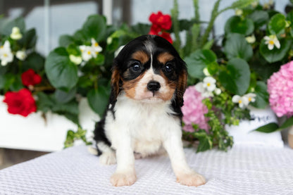 Cavalier King Charles Spaniel Female (Lorelei)