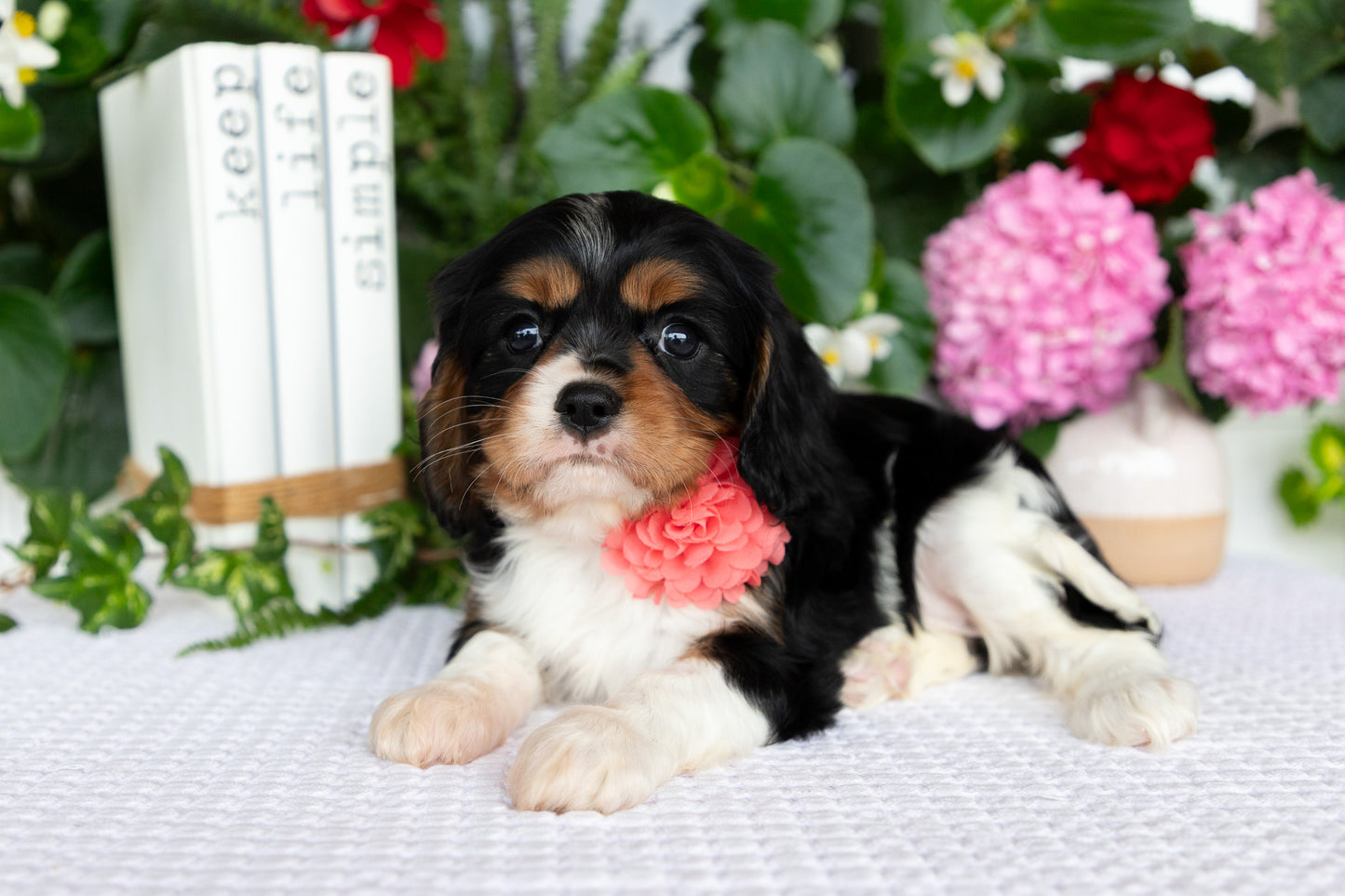 Cavalier King Charles Spaniel Female (Lilah)