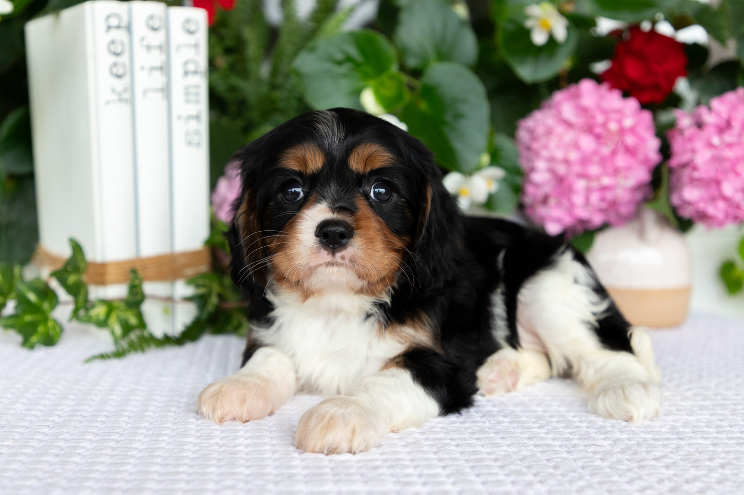 Cavalier King Charles Spaniel Female (Lilah)