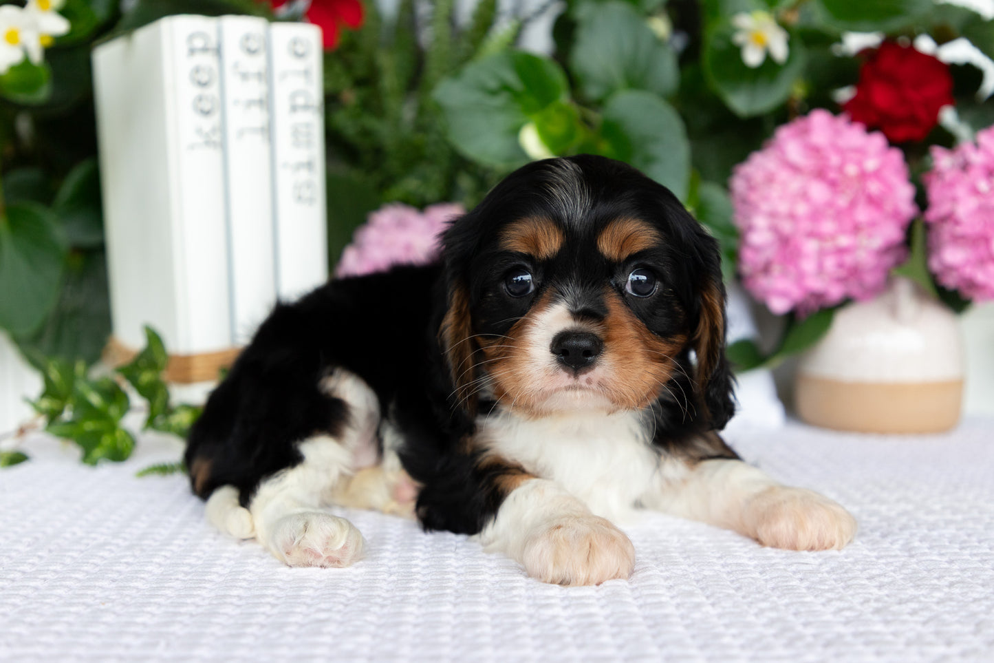 Cavalier King Charles Spaniel Female (Lilah)