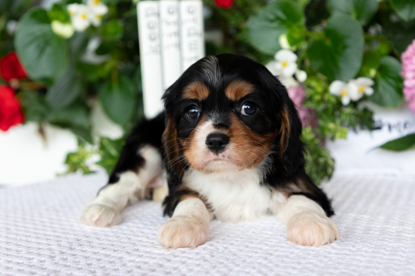Cavalier King Charles Spaniel Female (Lilah)