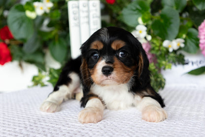 Cavalier King Charles Spaniel Female (Lilah)