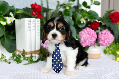 Cavalier King Charles Spaniel Male (Luca)