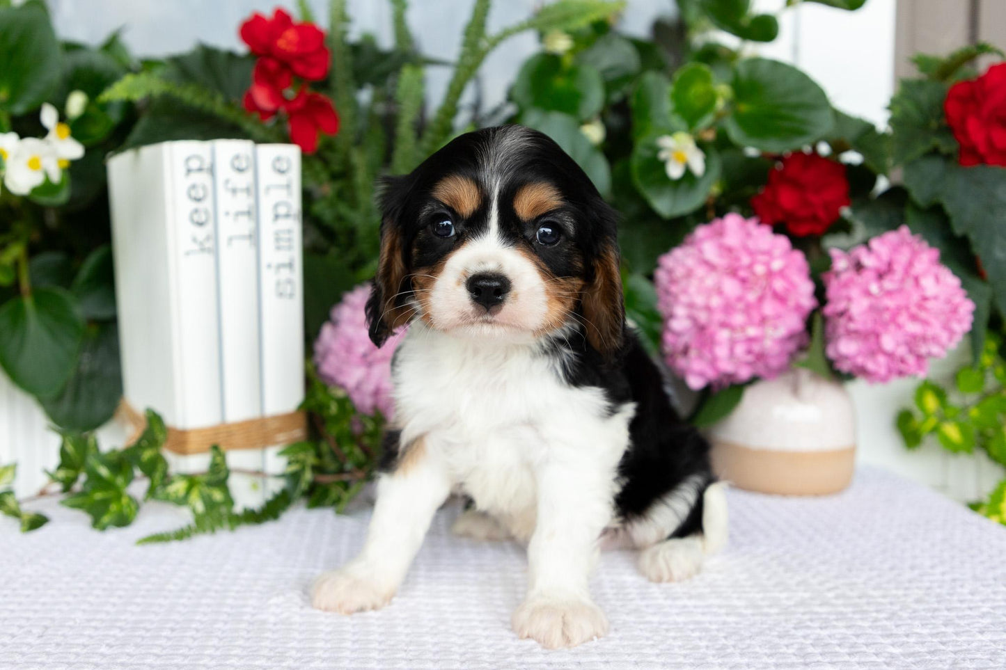 Cavalier King Charles Spaniel Male (Luca)