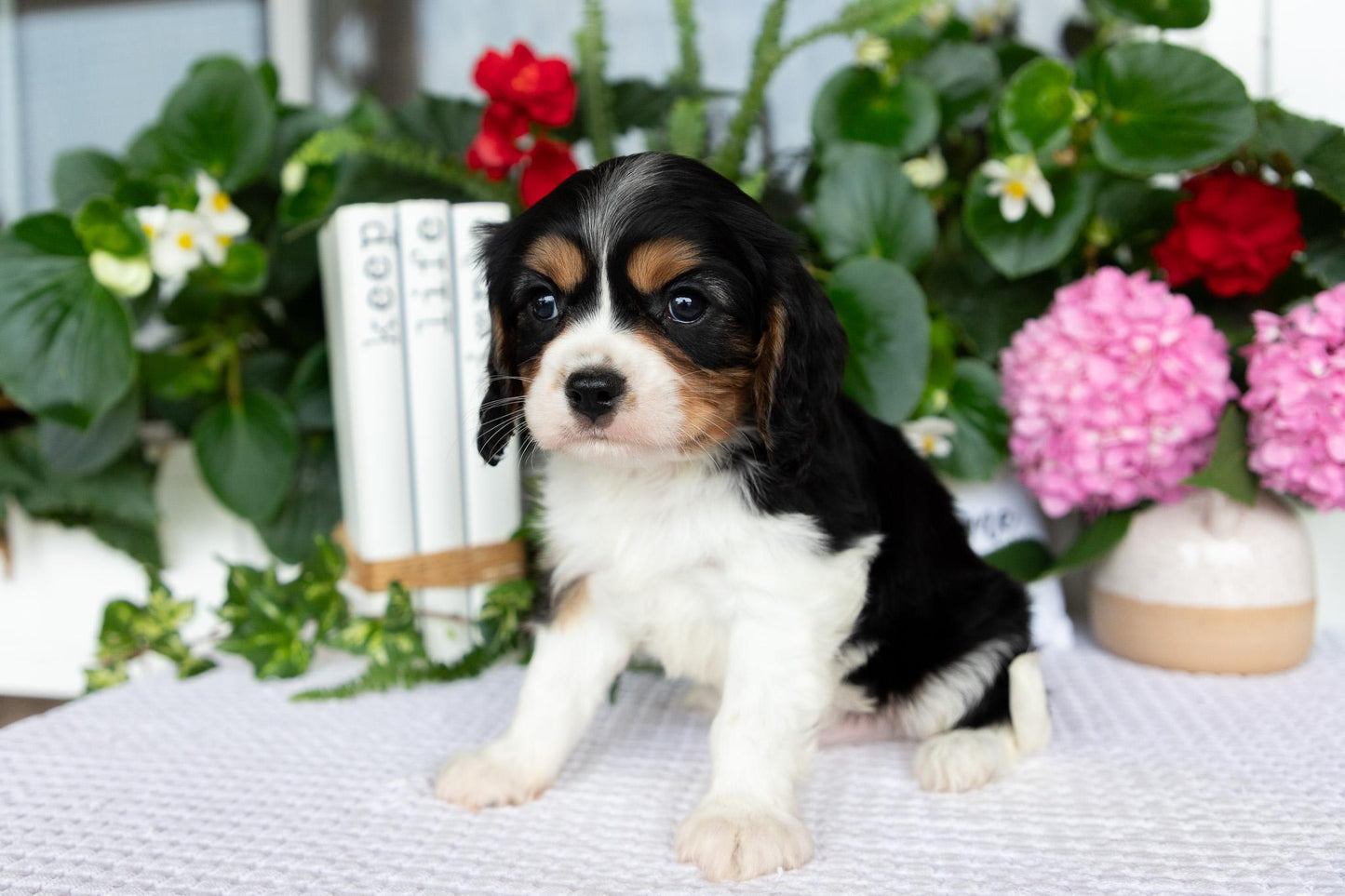 Cavalier King Charles Spaniel Male (Luca)